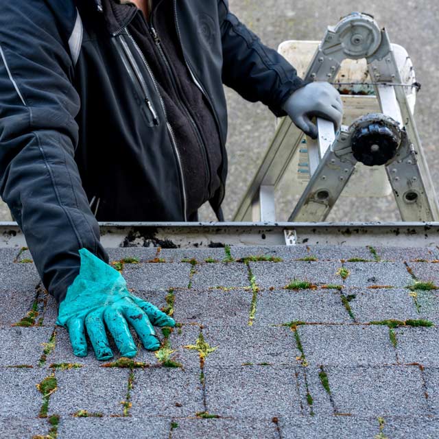 Nettoyage mousse toiture